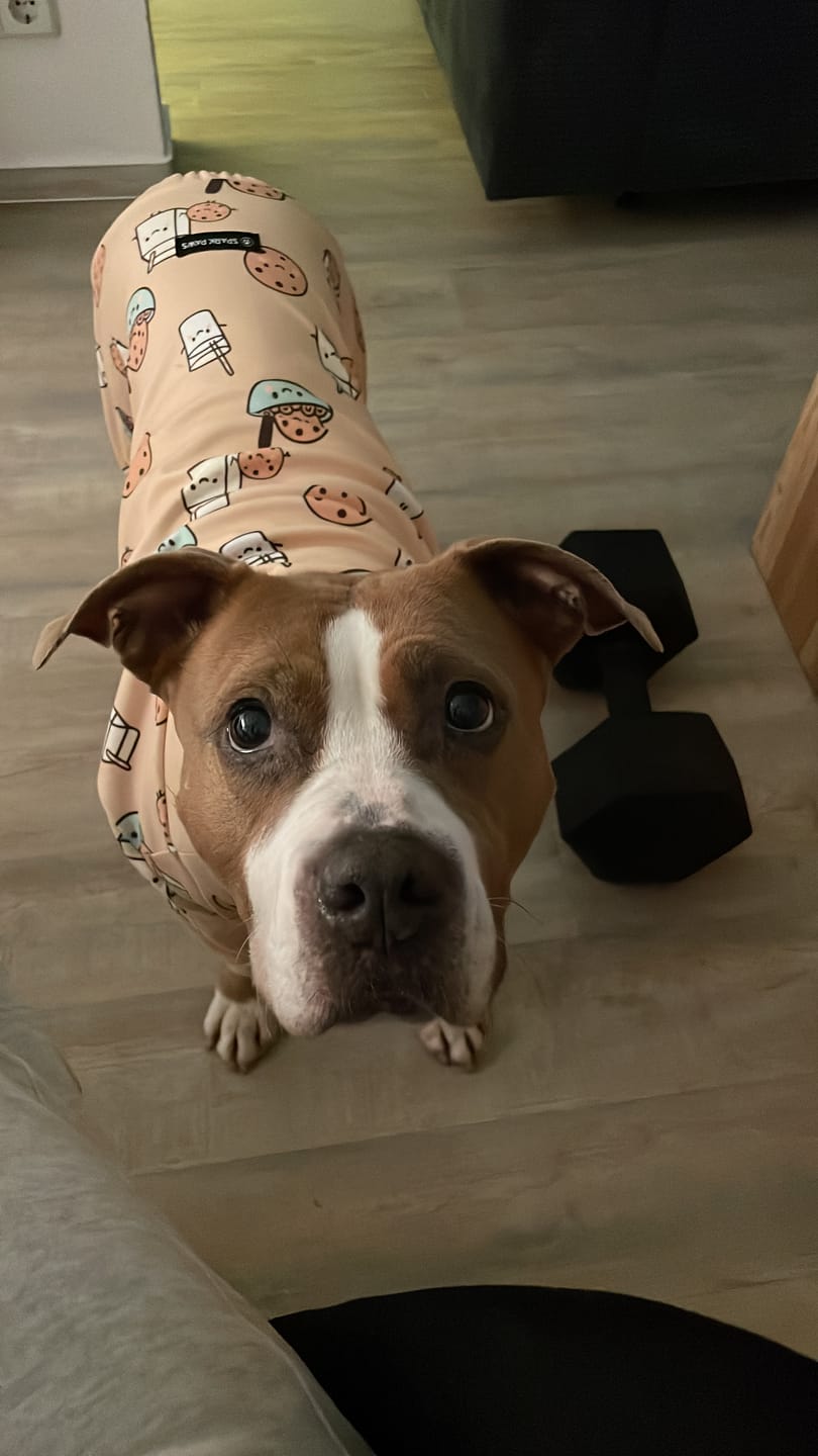 Customer photo review of Dog Pajama - Cookies and Milk