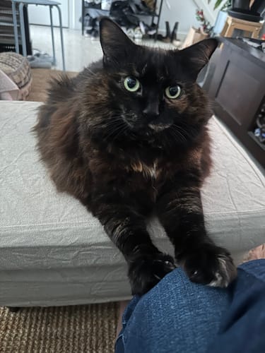 Customer photo review of 1 Month Supply – 1 Cat