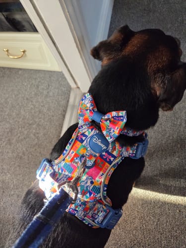 Customer photo review of Disney© Bow Tie - Lady + The Tramp