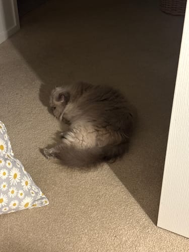 Customer photo review of Fit Litter