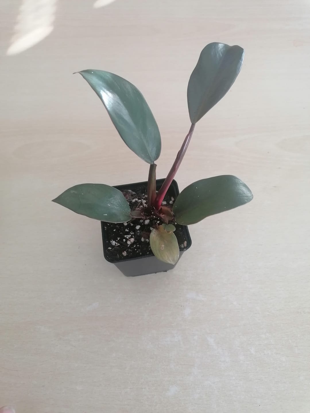 Customer photo review of PHILODENDRON BLACK CARDINAL