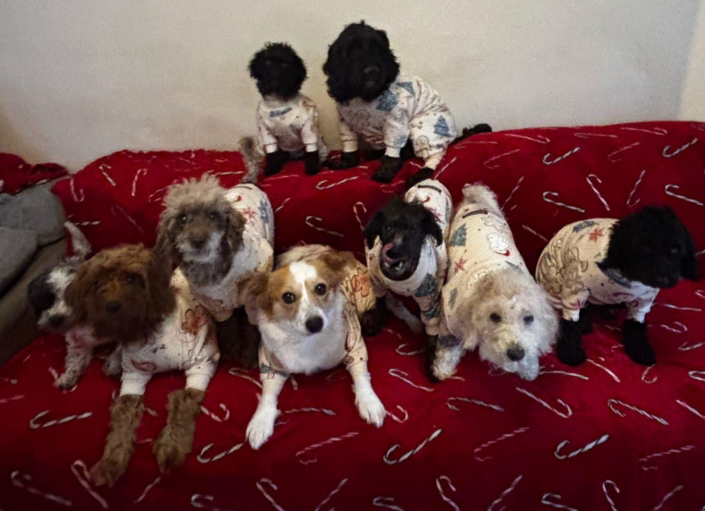 Customer photo review of Dog Christmas Pajama - Frosty Night