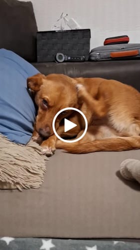 Customer video review of Scratch Less