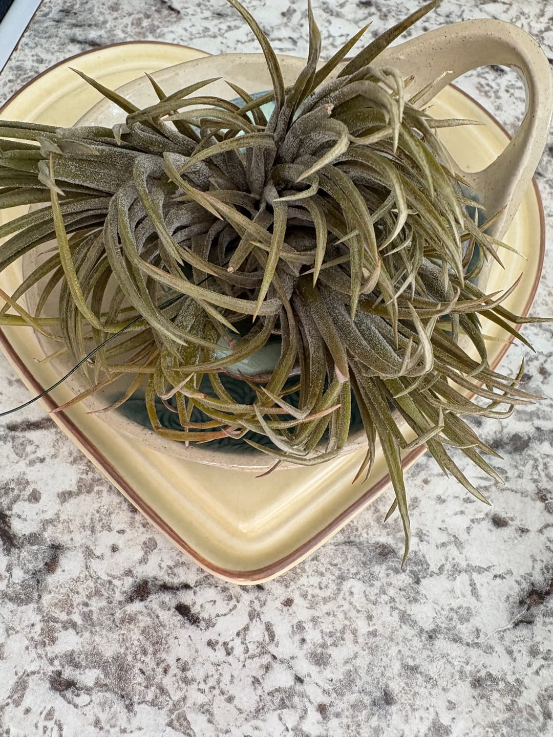 Customer photo review of Assorted Small Hanging Air Plant Clump