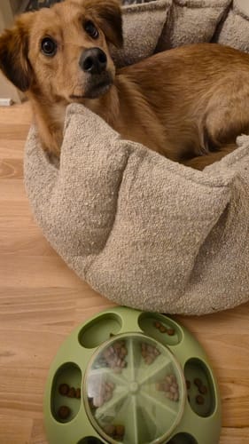 Anmelderens hund ligger i den bløde bouclé-hundeseng med høje kanter.