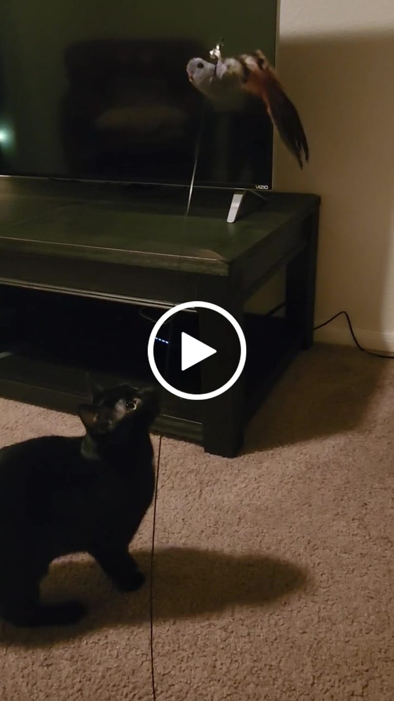 Customer video review of Interactive Bird Simulation Cat Toy Set | Leo's Paw