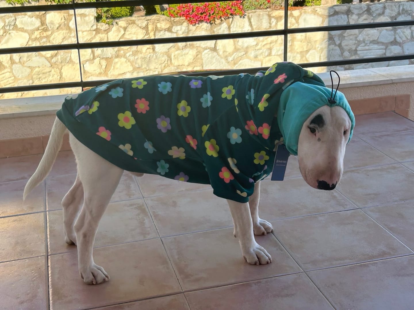 Customer photo review of Daisy Dog Hoodie - Green