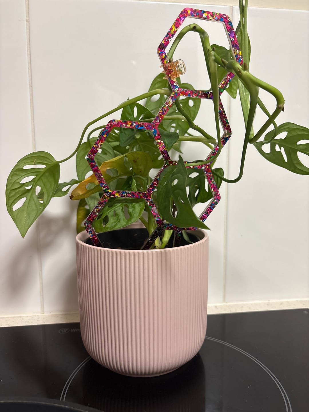 Customer photo review of Acrylic Plant Trellis - Medium