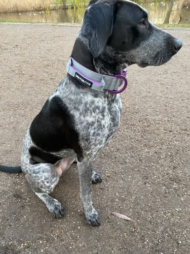 Customer photo review of 4cm LIGHTER Combat® Collar | With Handle Rated Clip - Purple & Metal Grey