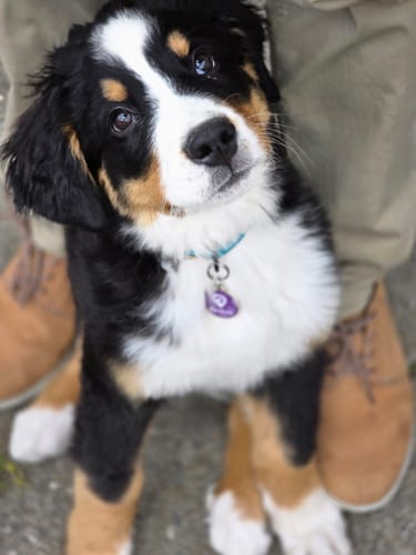 Customer photo review of Placa Morada