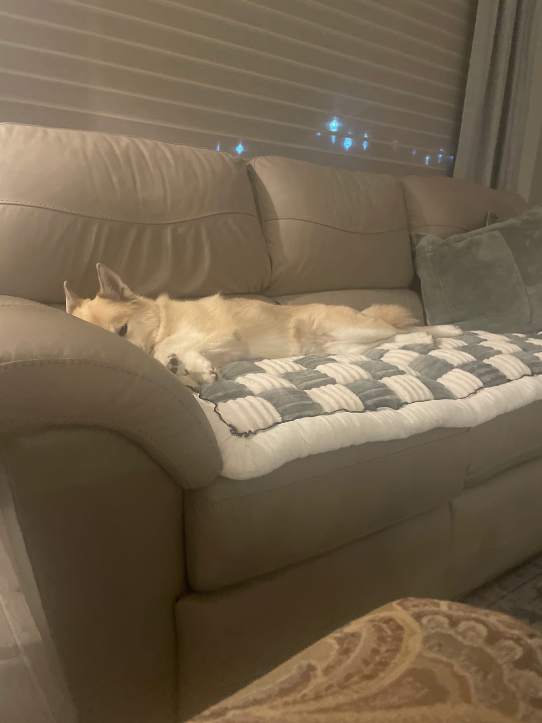 Customer photo review of NEW 2-in-1 Furniture Protector & Dog Bed Couch Cover with Thick Orthopedic Padding, Non-Slip Grip, Scratch-Resistant Surface & Machine-Washable Fabric