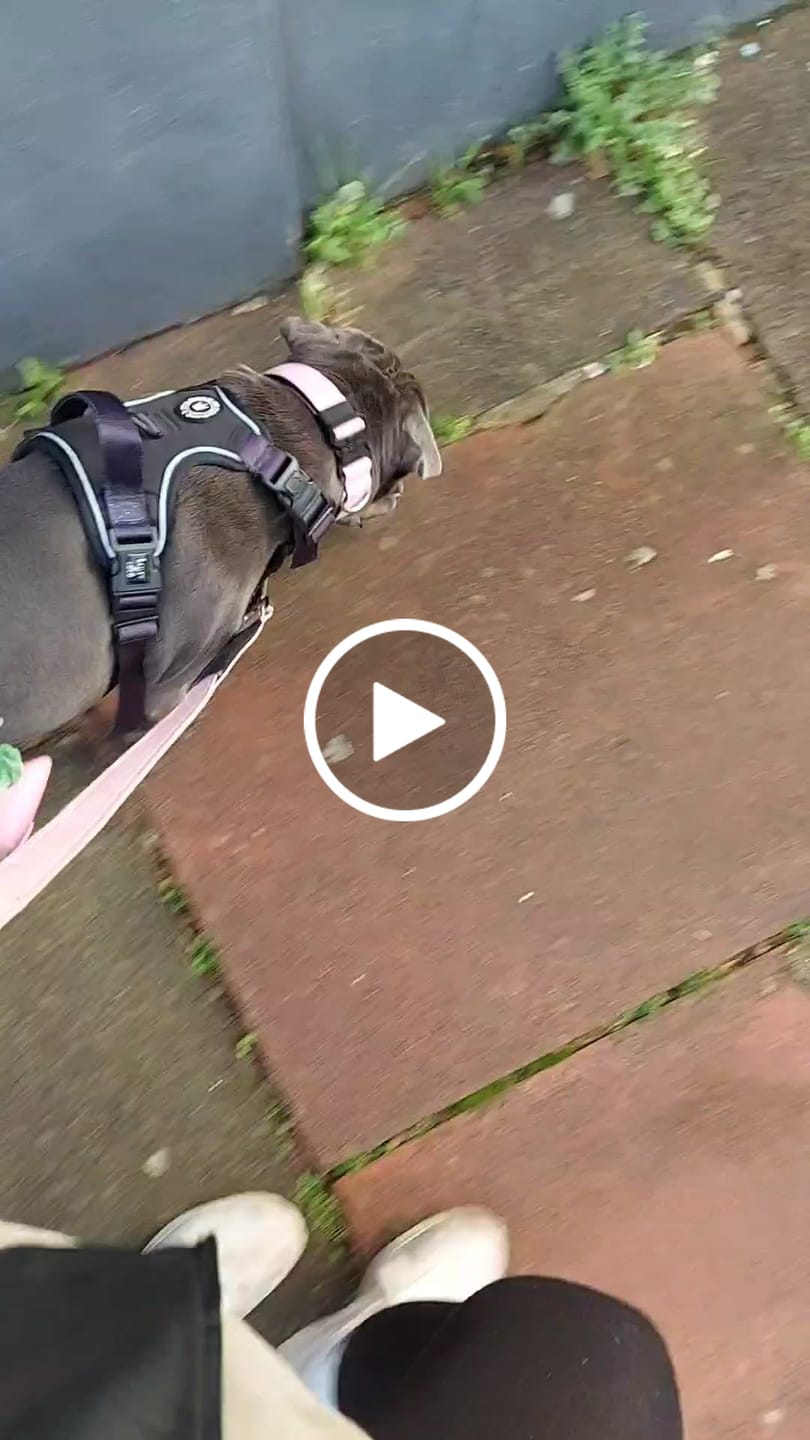 Customer video review of Trail & Glow® Dog Harness - The Jet Black One