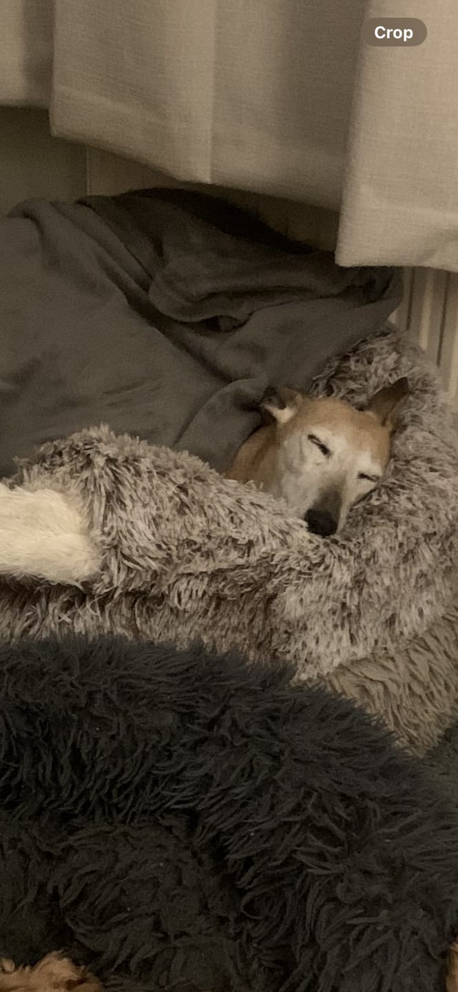 Customer photo review of Burrow Buddy™ - Pet Bed