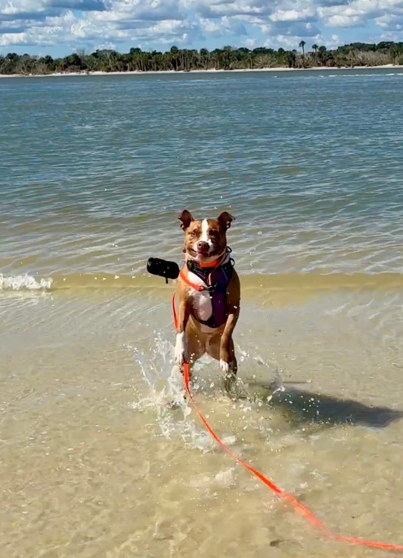 Customer photo review of Sharkbanz Fishing - Zeppelin - Shark Deterrent Tackle
