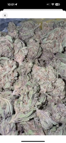 Customer photo review of Raspberry Kush Mediums - Bulk Mediums - Indica