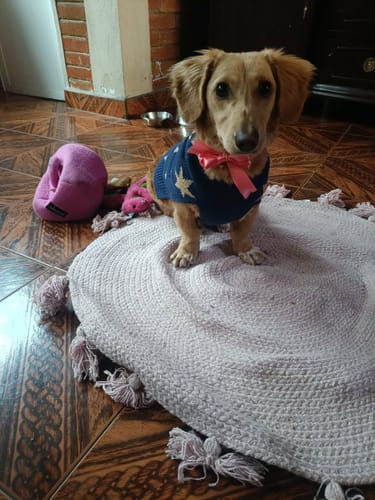 Cliente muestra a su cachorrita sentada sobre la alfombra redonda tejida de color rosa.