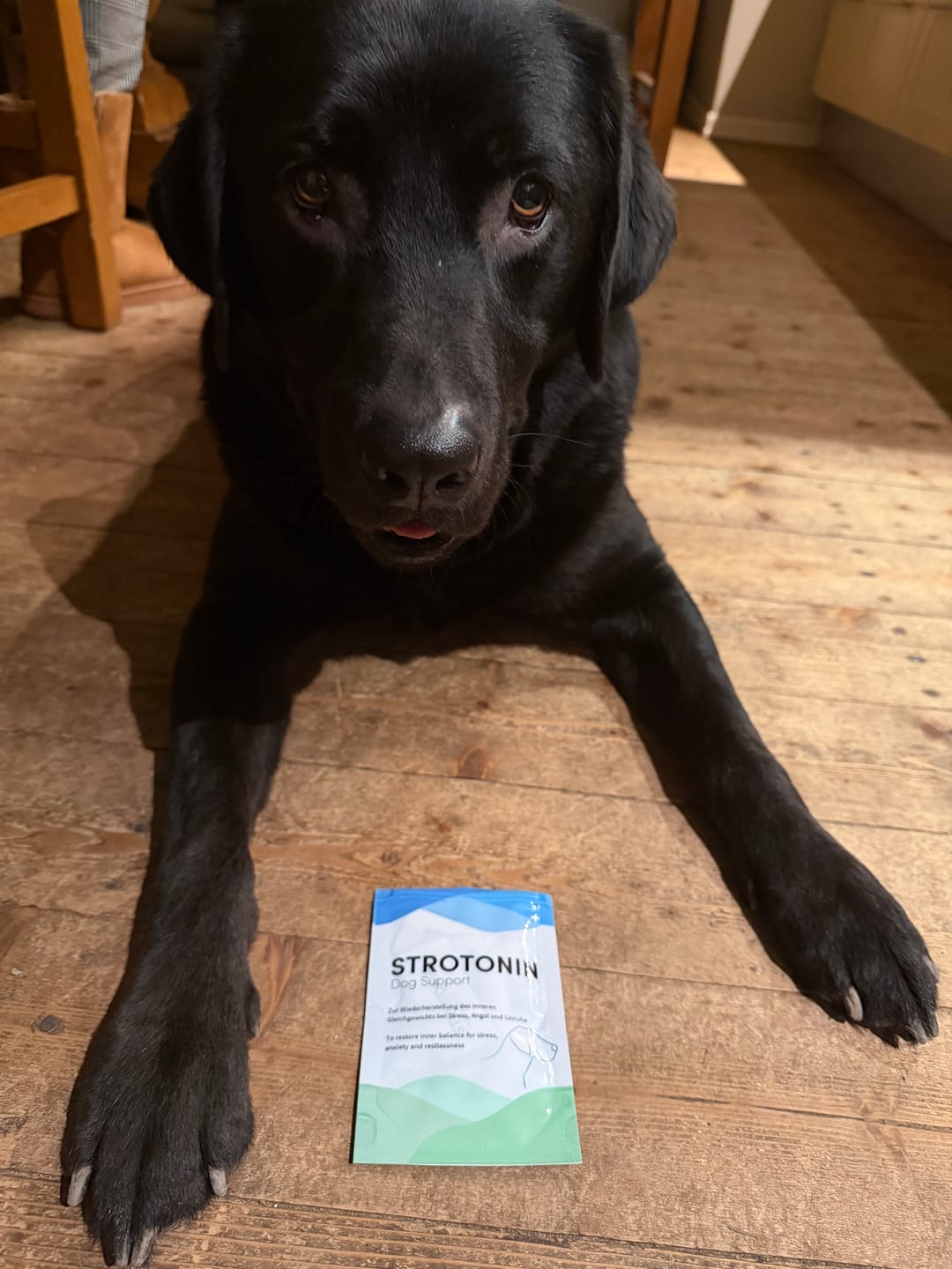 Customer photo review of Strotonin Dog Support