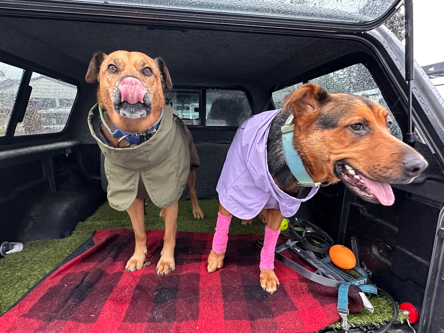 Customer photo review of Stretchy Fleece Dog Leg Warmer Sleeves - Pink