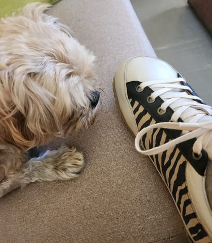 Customer photo review of Zapatilla A1. Cebra