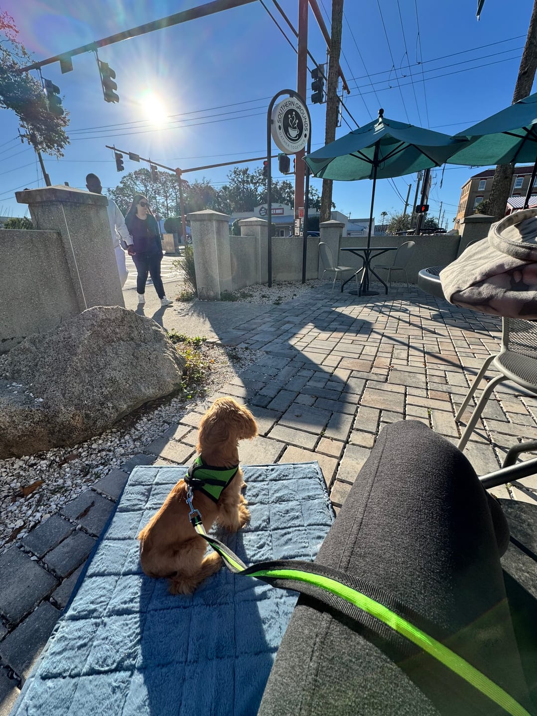 Customer photo review of Nomad Nap Travel & Portable Dog Bed
