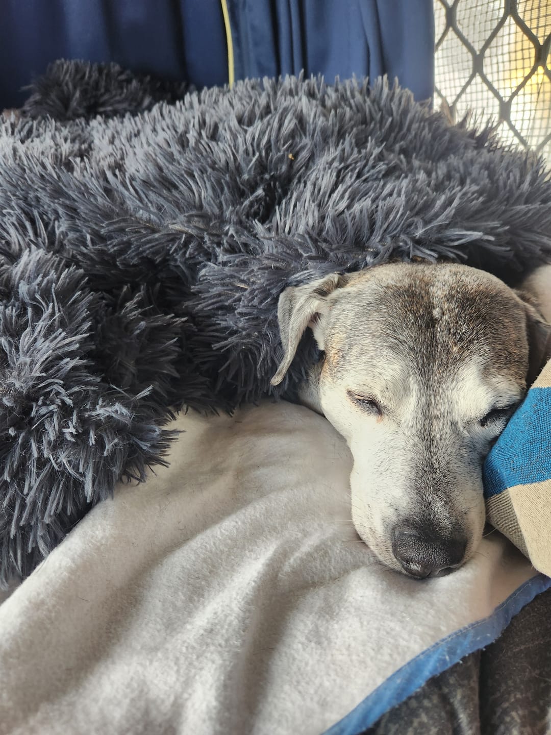 Customer photo review of Matching Calming Blanket