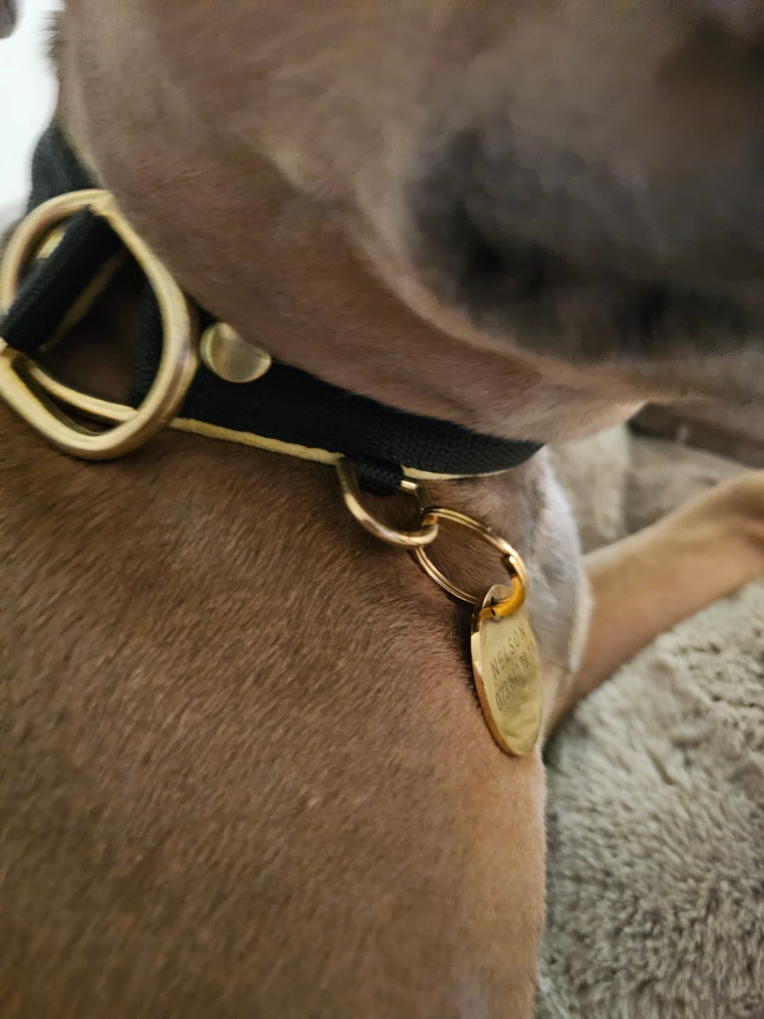 Customer photo review of Namnbricka hund - ID tags