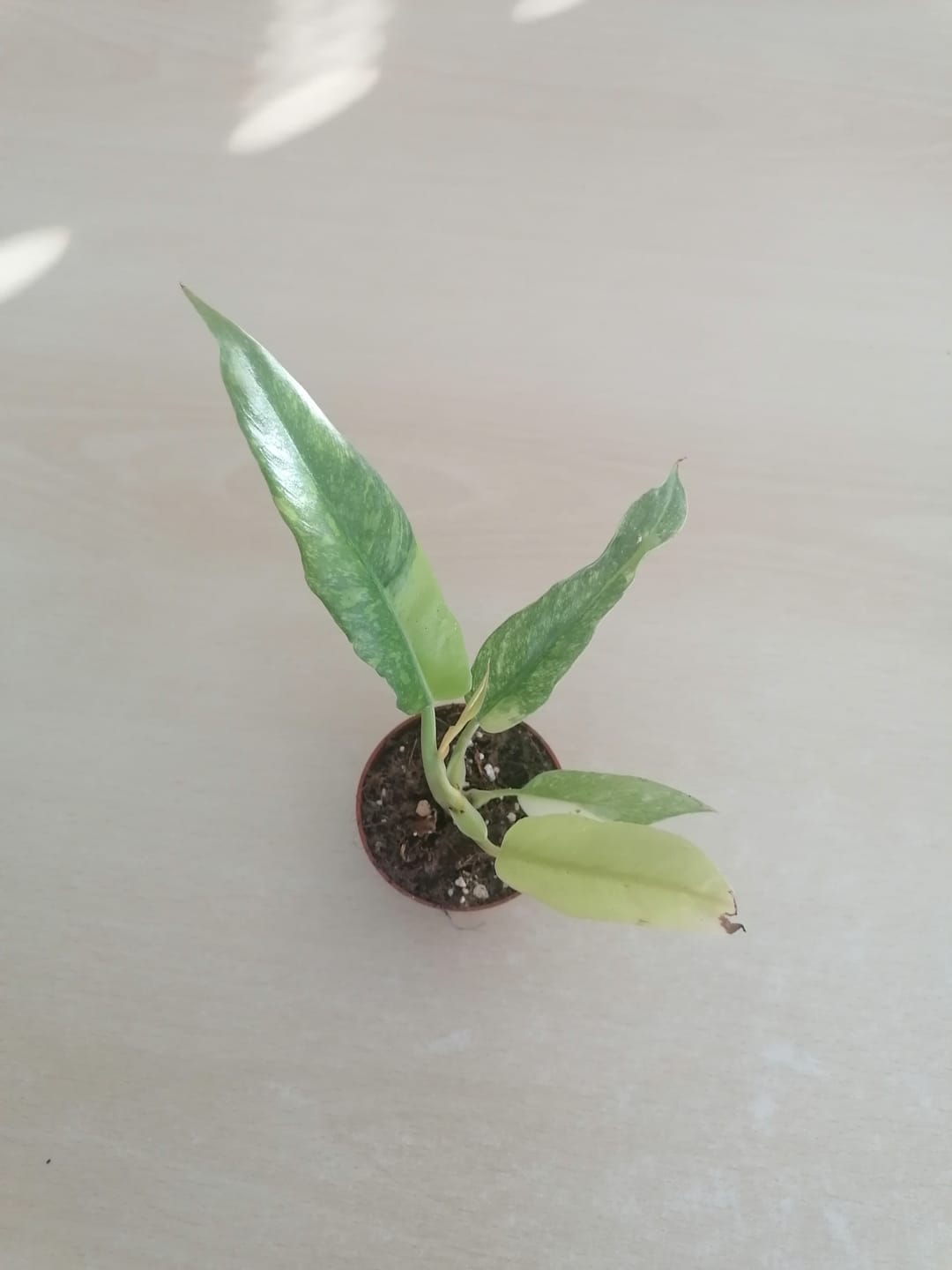Customer photo review of PHILODENDRON RING OF FIRE