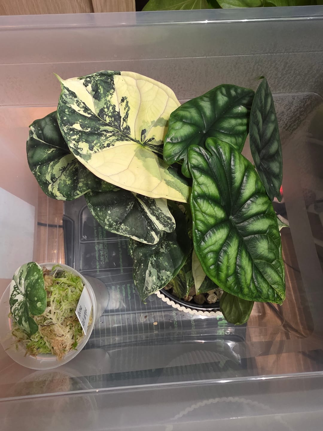 Customer photo review of ALOCASIA DRAGON SCALE VARIEGATA
