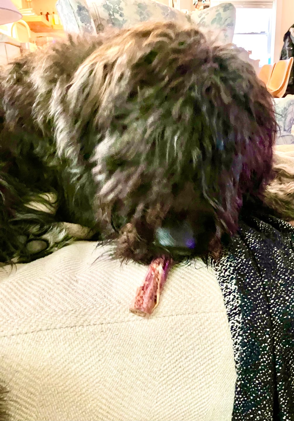 Customer photo review of 5-6 Inch Champion Chew