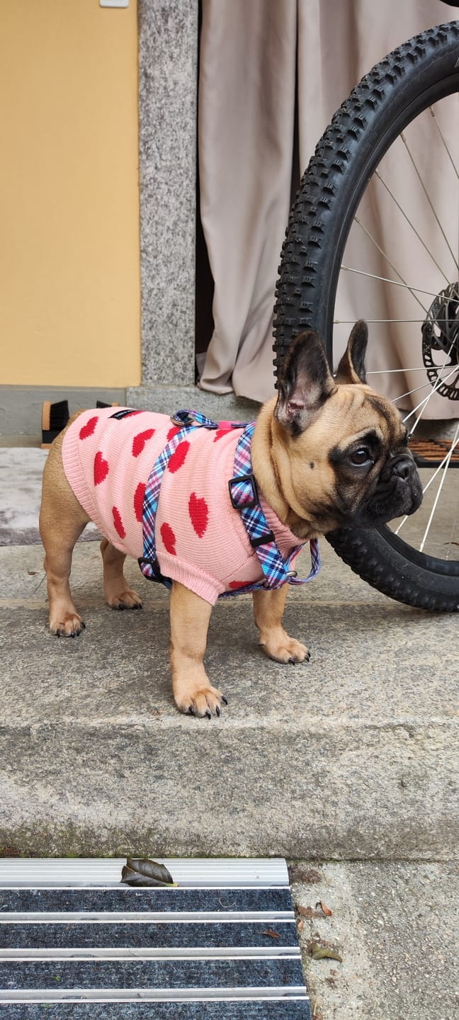 Customer photo review of Hearts Knit Dog Sweater