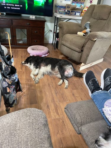 Customer's dog with a large lipoma on its hind leg lying on a living room floor, showing its condition before improvement.
