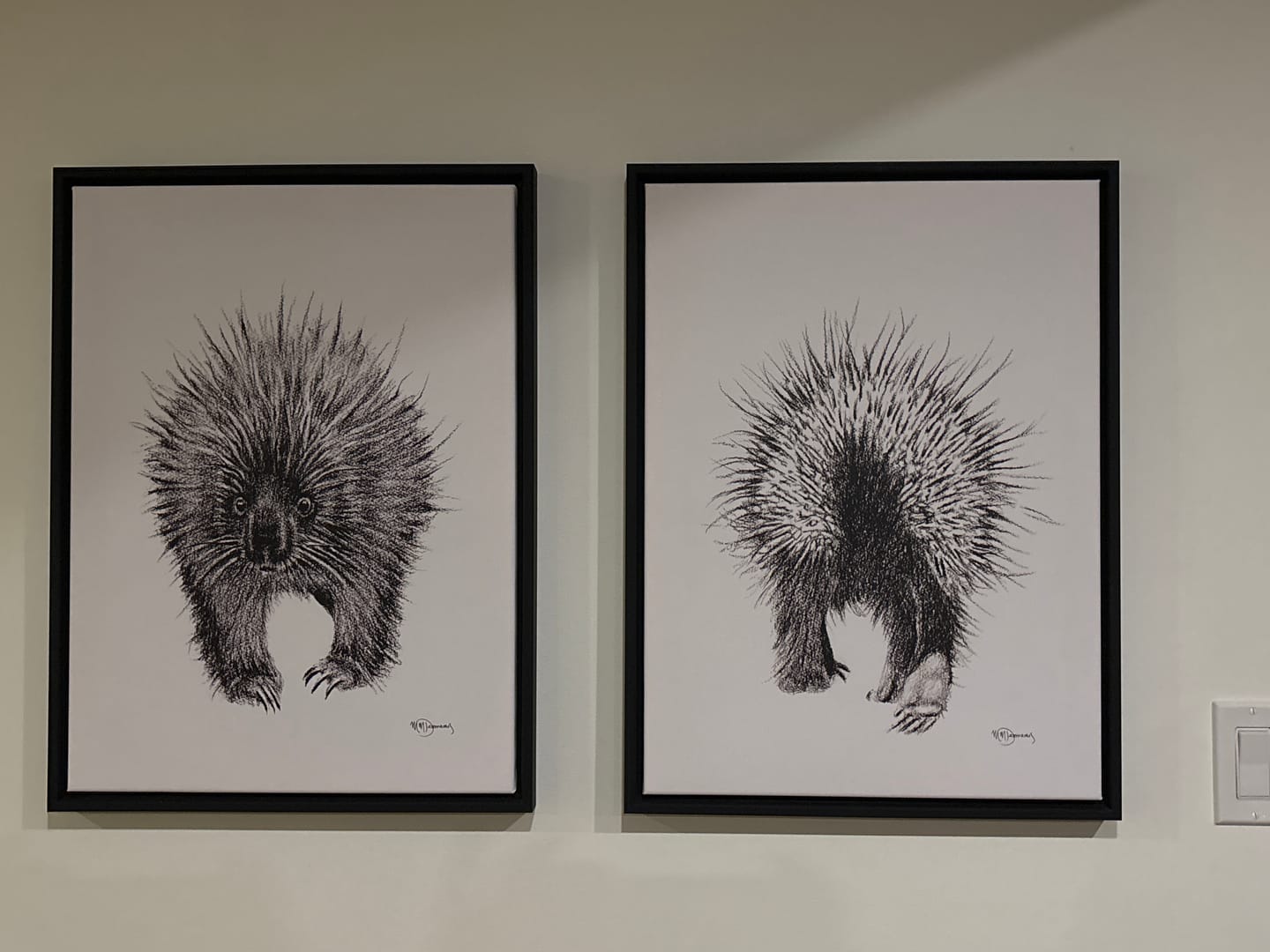 Customer photo review of Duo cutest porcupines