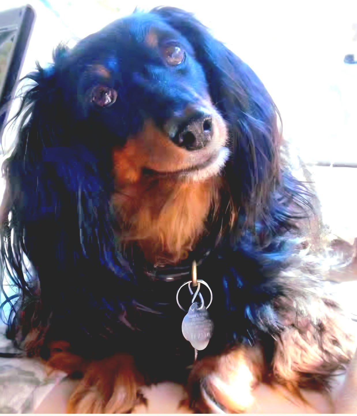 Customer photo review of Pet Portrait Wall Art - The Celestial