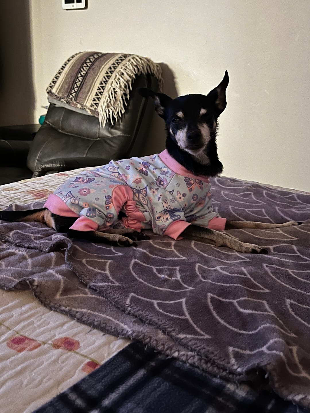 Customer photo review of Dog Pajama - Butterfly