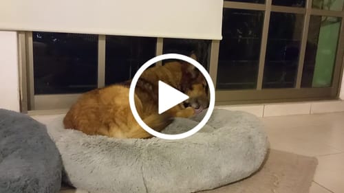 Customer video review of Cama Antiestrés para Perros