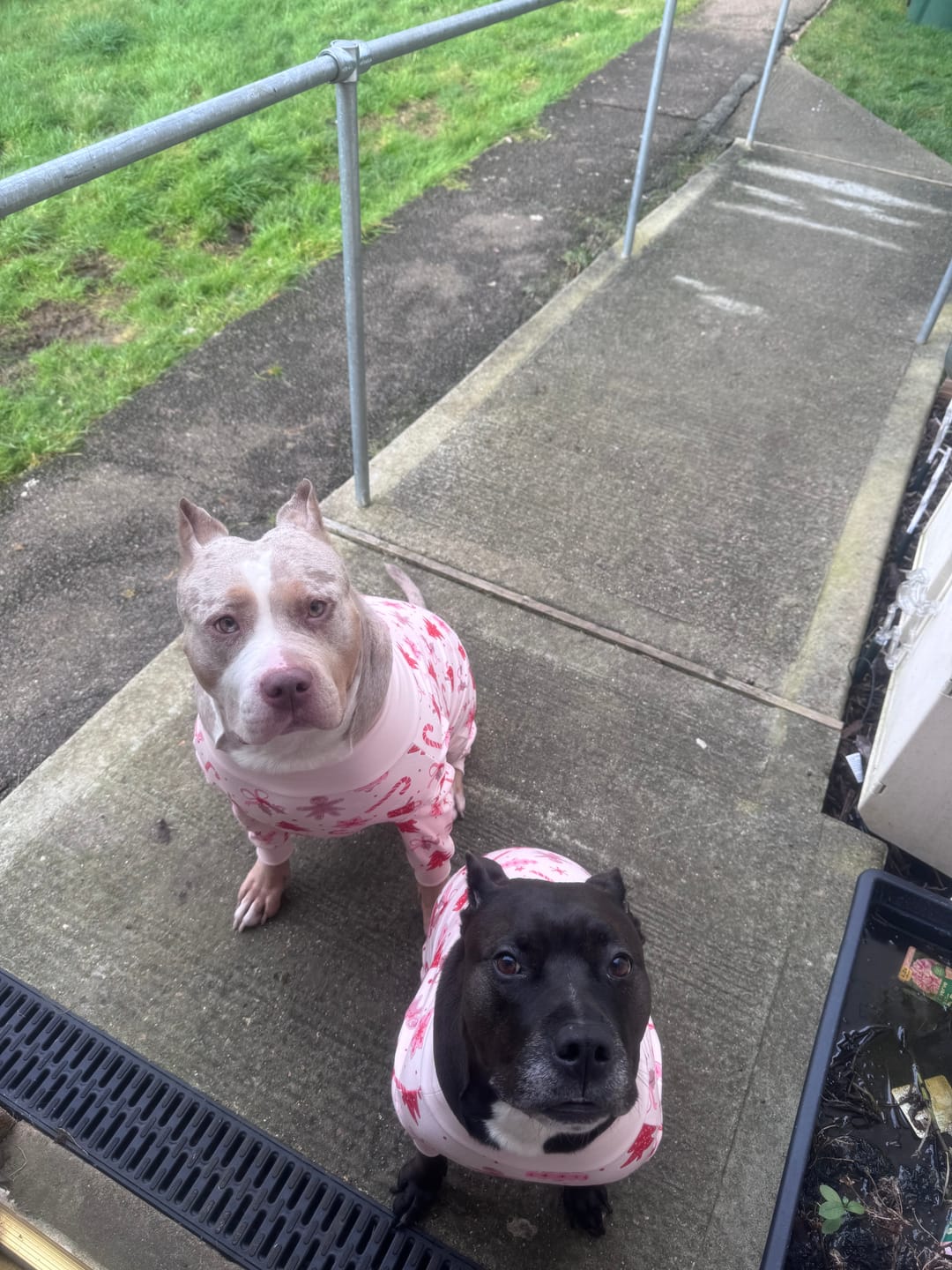 Customer photo review of Dog Christmas Pajama - Candy Cane
