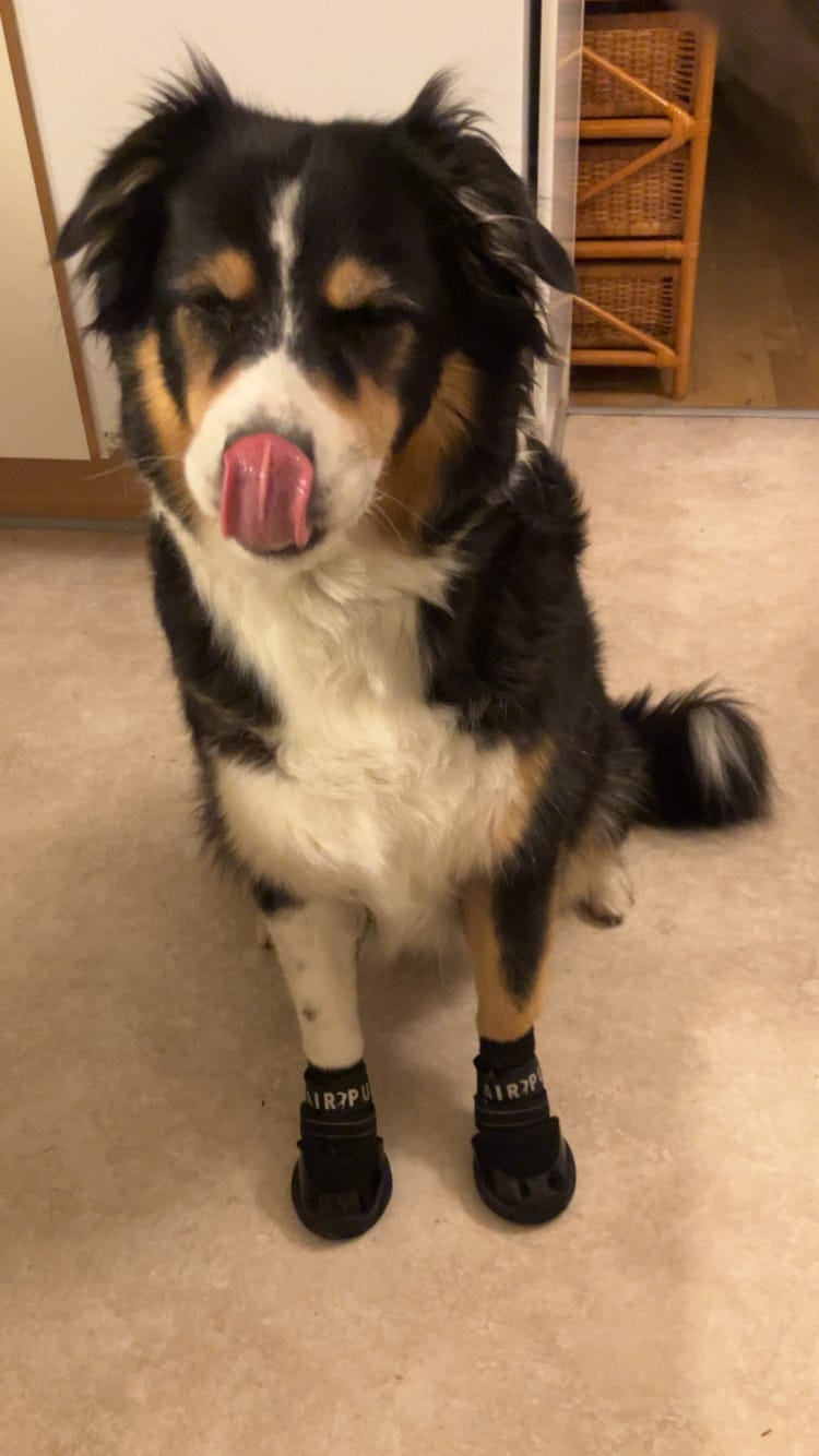 Customer photo review of AIR PUP SOCKS / BOOT LINERS