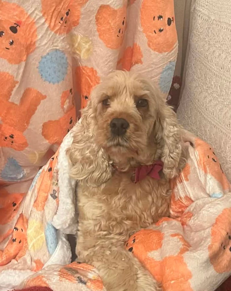 Customer photo review of Hooman Blankie - Curly Club Collection