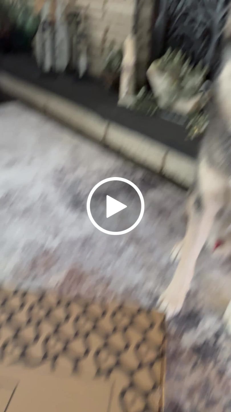 Customer video review of Custom Pet Metal Portrait