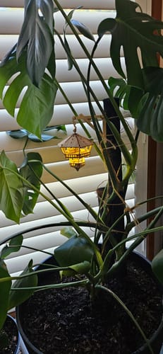 Customer photo review of Treetop Hideaway