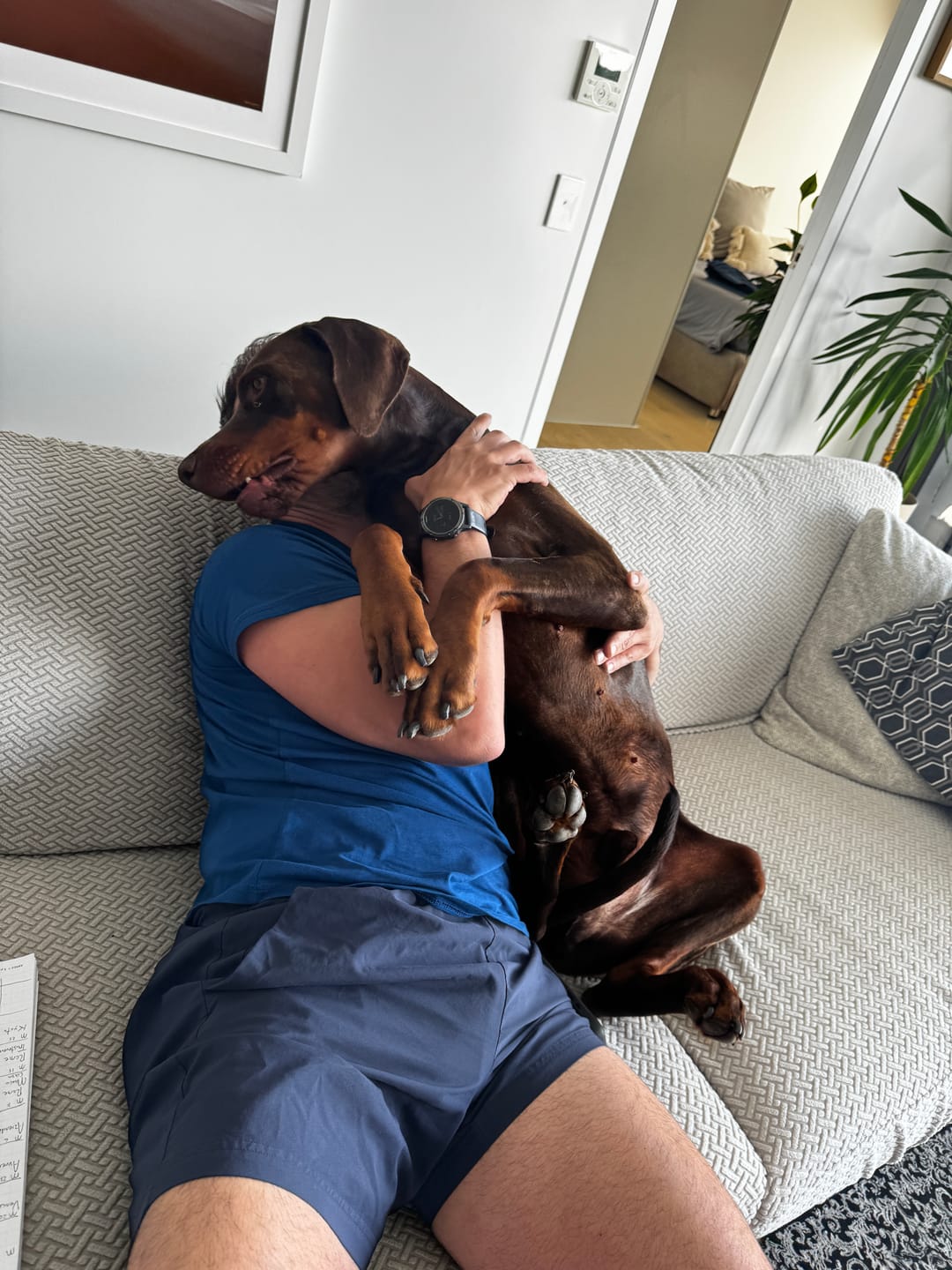 Customer photo review of Performance+ Couch Covers