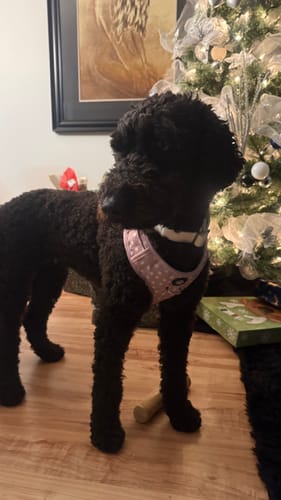Customer photo review of Mystery Box - Dog