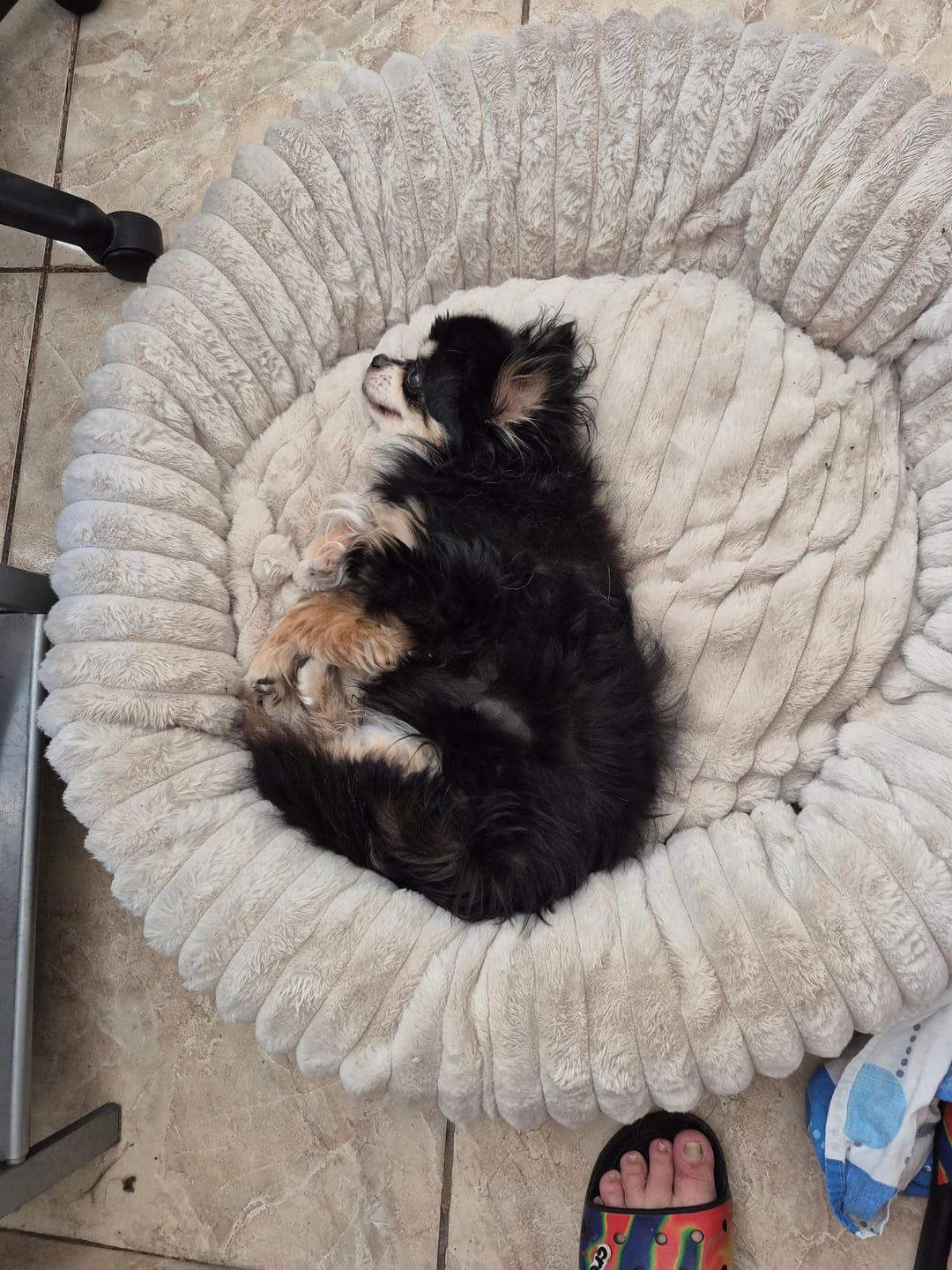 Customer photo review of Luxury Edition: Cama Anti-Estrés THE DOGS