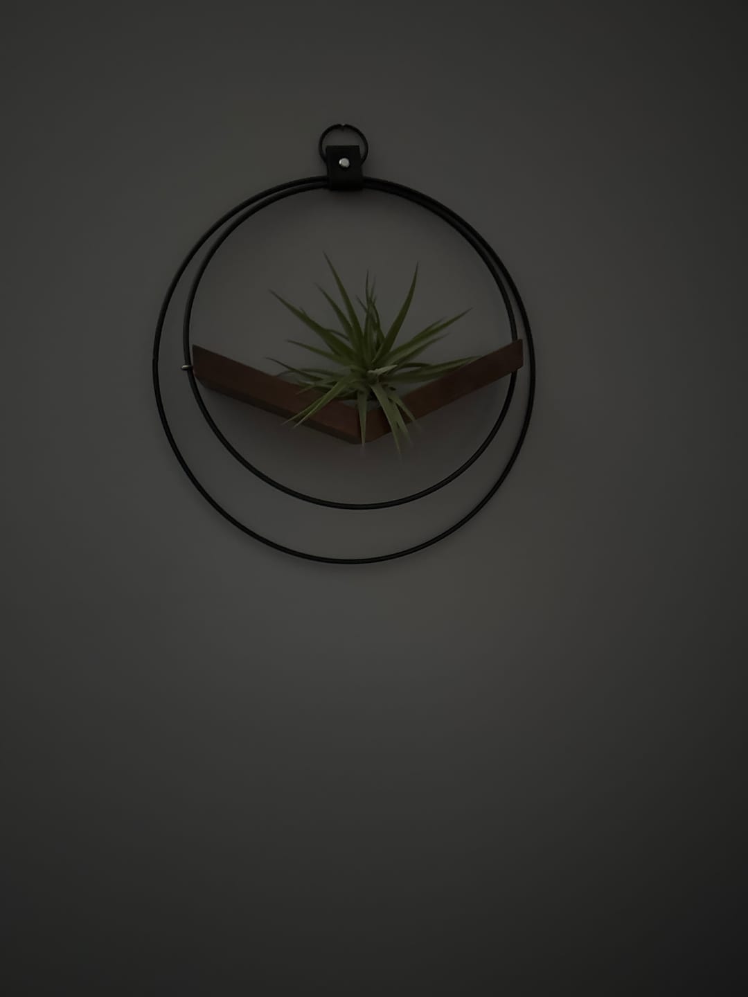 Customer photo review of Air Plant V-Hanger Duo
