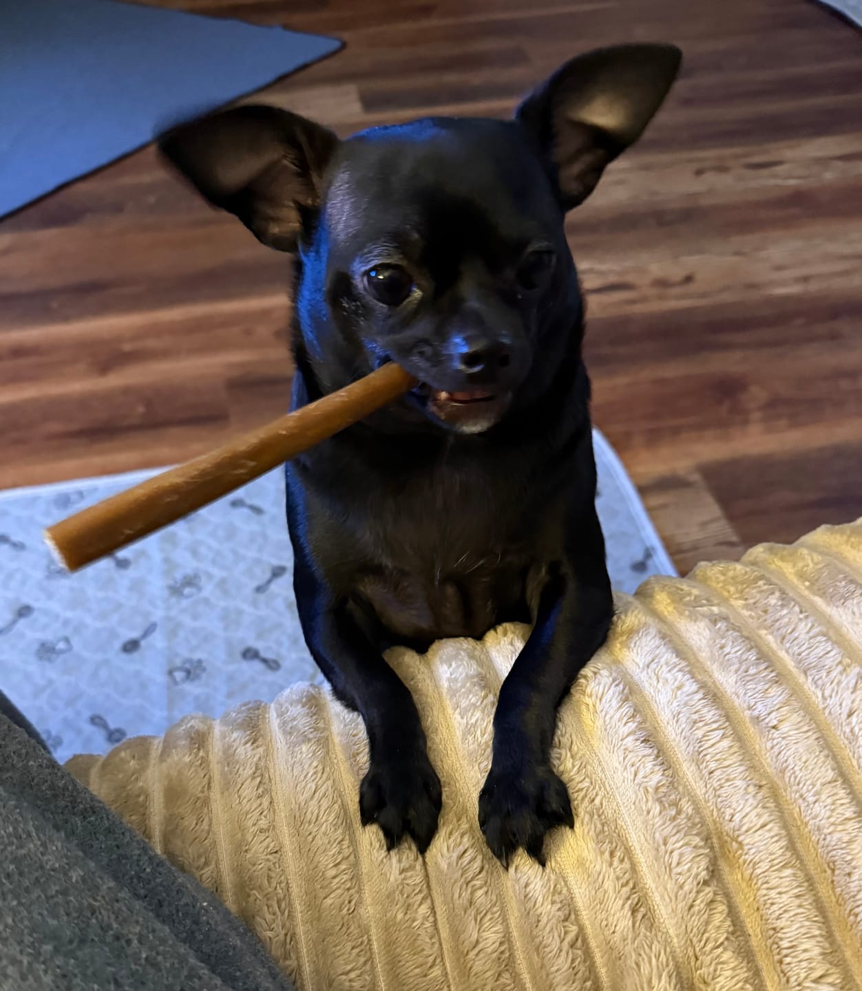 Customer photo review of 6-Inch Beef Collagen Sticks