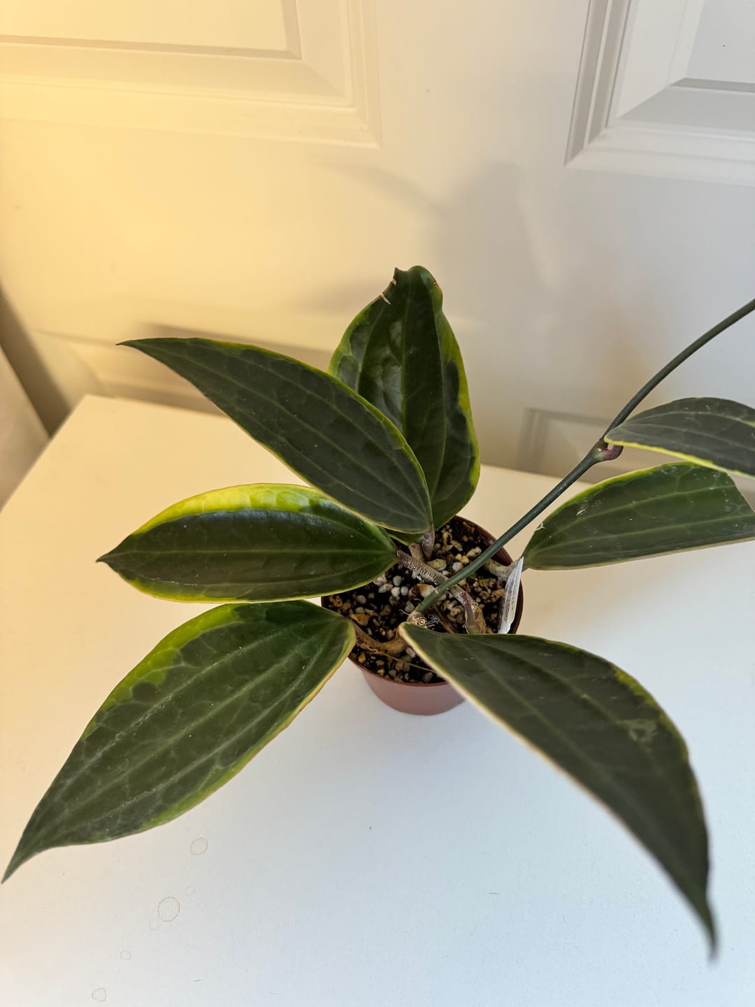 Customer photo review of Hoya latifolia 'Variegata'
