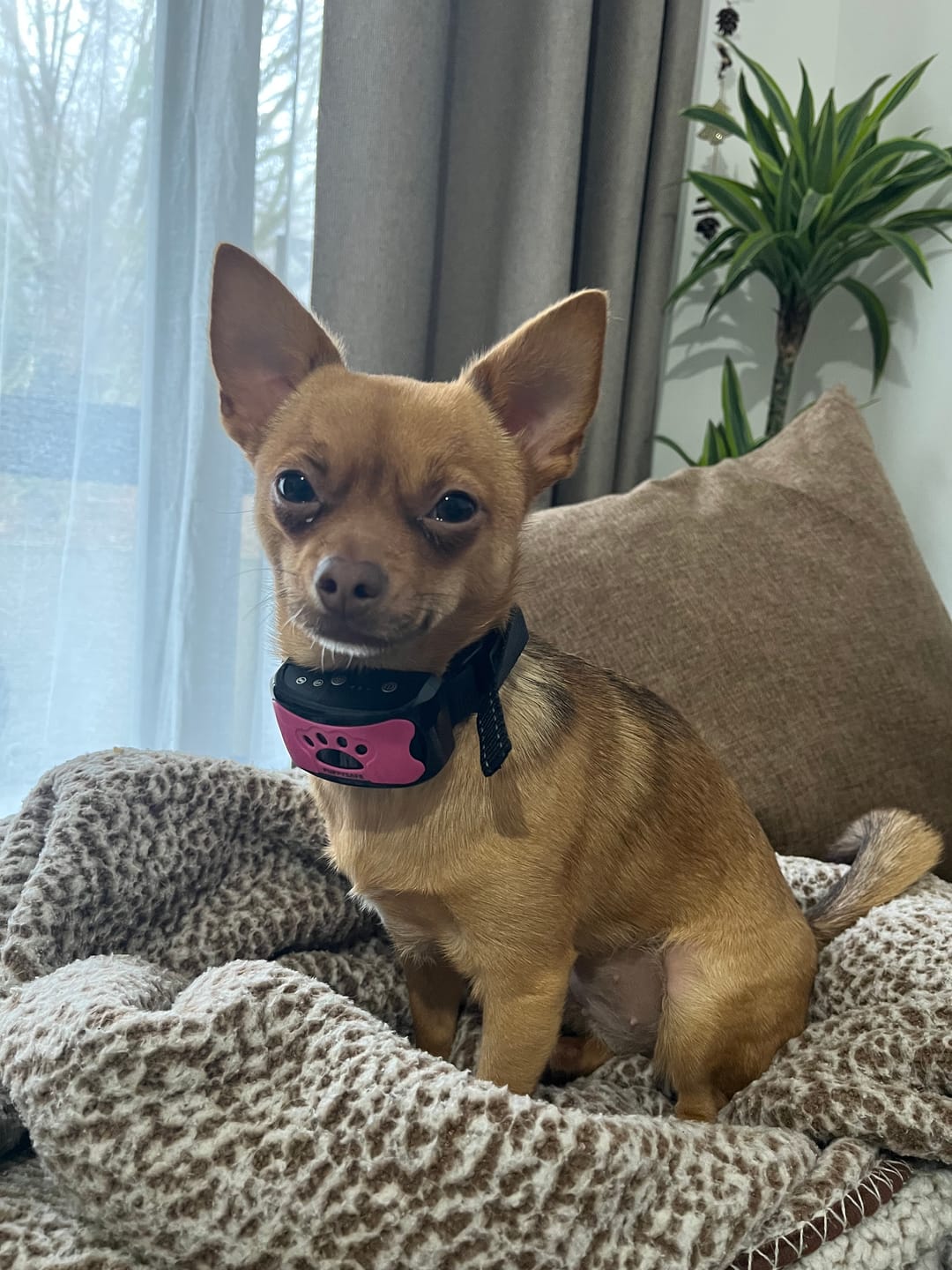 Customer photo review of Collier Anti Aboiement PuppySafe