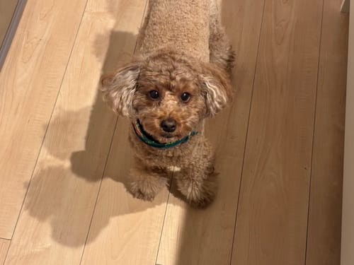 Customer photo review of FunFunPet 高機能ハーネス（お名前タグ作成サービス付き）