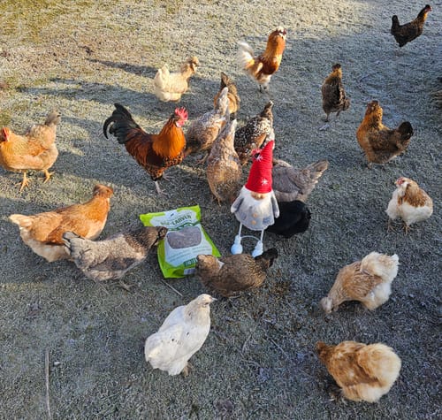 Customer photo review of BSF Larven - getrocknete Soldatenfliegenlarven