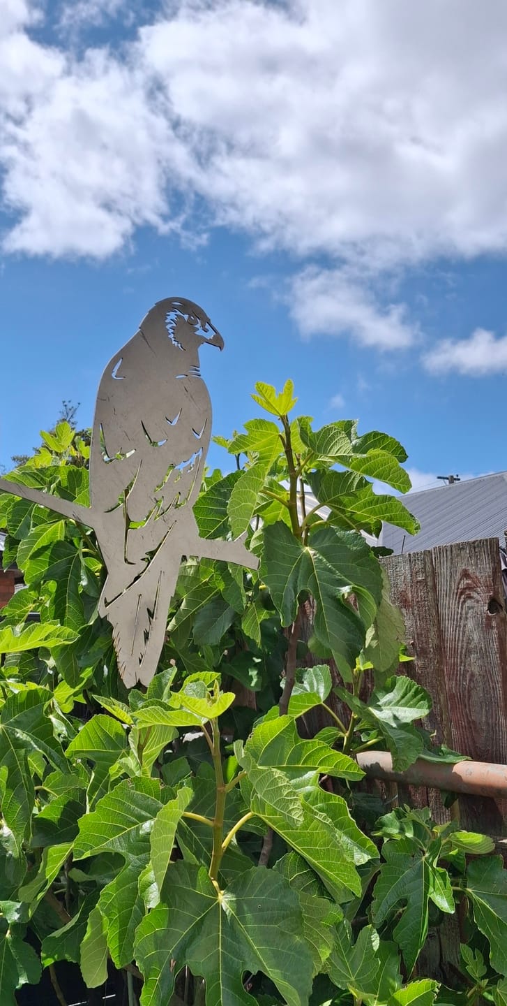 Customer photo review of Kāhu
